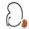 Kidney Cookie Cutter with Easy Push Design — main photo